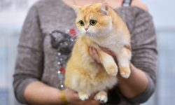 Можно ли стерилизовать кошку после родов?